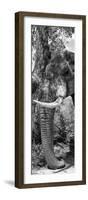 Awesome South Africa Collection Panoramic - Elephant Trunk B&W-Philippe Hugonnard-Framed Photographic Print