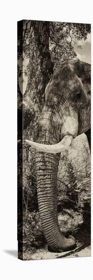 Awesome South Africa Collection Panoramic - Elephant Trunk II-Philippe Hugonnard-Stretched Canvas