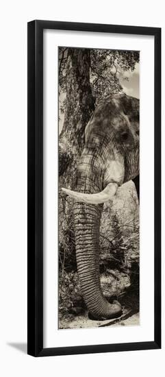 Awesome South Africa Collection Panoramic - Elephant Trunk II-Philippe Hugonnard-Framed Photographic Print
