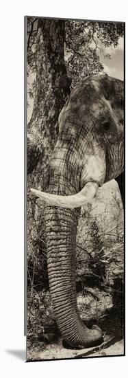 Awesome South Africa Collection Panoramic - Elephant Trunk II-Philippe Hugonnard-Mounted Photographic Print