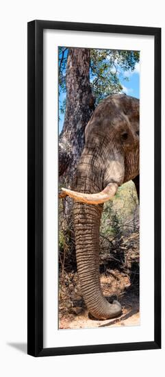 Awesome South Africa Collection Panoramic - Elephant Trunk-Philippe Hugonnard-Framed Premium Photographic Print