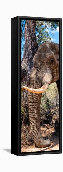 Awesome South Africa Collection Panoramic - Elephant Trunk-Philippe Hugonnard-Framed Stretched Canvas