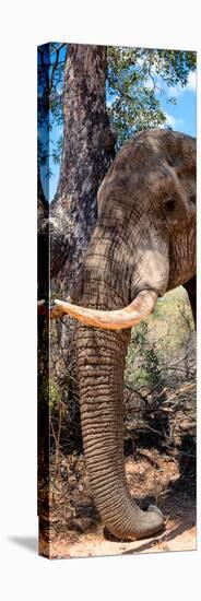 Awesome South Africa Collection Panoramic - Elephant Trunk-Philippe Hugonnard-Stretched Canvas