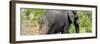 Awesome South Africa Collection Panoramic - Elephant-Philippe Hugonnard-Framed Photographic Print