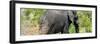 Awesome South Africa Collection Panoramic - Elephant-Philippe Hugonnard-Framed Photographic Print