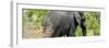 Awesome South Africa Collection Panoramic - Elephant-Philippe Hugonnard-Framed Photographic Print