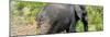 Awesome South Africa Collection Panoramic - Elephant-Philippe Hugonnard-Mounted Photographic Print