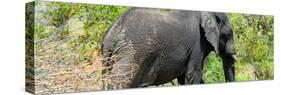 Awesome South Africa Collection Panoramic - Elephant-Philippe Hugonnard-Stretched Canvas