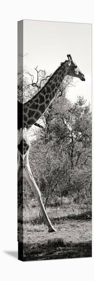 Awesome South Africa Collection Panoramic - Giraffe II-Philippe Hugonnard-Stretched Canvas