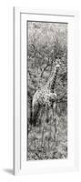 Awesome South Africa Collection Panoramic - Giraffe in Forest B&W-Philippe Hugonnard-Framed Photographic Print