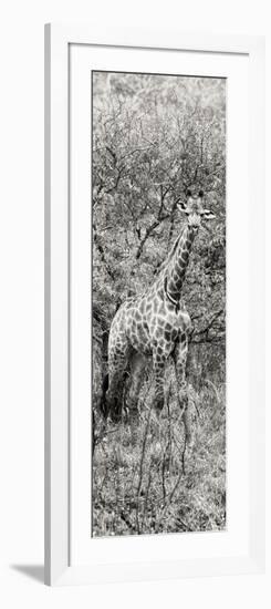Awesome South Africa Collection Panoramic - Giraffe in Forest B&W-Philippe Hugonnard-Framed Photographic Print