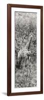 Awesome South Africa Collection Panoramic - Giraffe in Forest B&W-Philippe Hugonnard-Framed Photographic Print