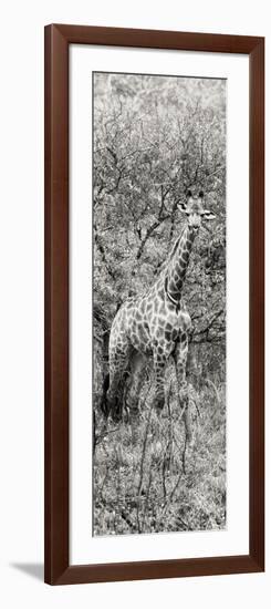 Awesome South Africa Collection Panoramic - Giraffe in Forest B&W-Philippe Hugonnard-Framed Photographic Print