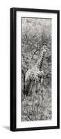 Awesome South Africa Collection Panoramic - Giraffe in Forest B&W-Philippe Hugonnard-Framed Photographic Print