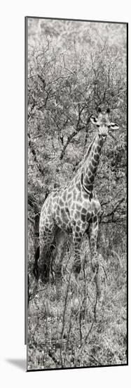 Awesome South Africa Collection Panoramic - Giraffe in Forest B&W-Philippe Hugonnard-Mounted Photographic Print