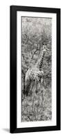 Awesome South Africa Collection Panoramic - Giraffe in Forest B&W-Philippe Hugonnard-Framed Photographic Print