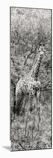 Awesome South Africa Collection Panoramic - Giraffe in Forest B&W-Philippe Hugonnard-Mounted Photographic Print