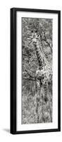 Awesome South Africa Collection Panoramic - Giraffe in Forest II B&W-Philippe Hugonnard-Framed Photographic Print