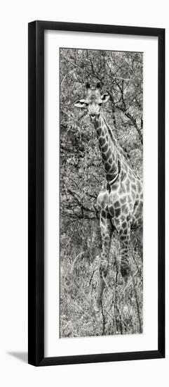 Awesome South Africa Collection Panoramic - Giraffe in Forest II B&W-Philippe Hugonnard-Framed Photographic Print