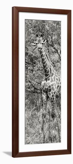 Awesome South Africa Collection Panoramic - Giraffe in Forest II B&W-Philippe Hugonnard-Framed Photographic Print