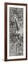 Awesome South Africa Collection Panoramic - Giraffe in Forest II B&W-Philippe Hugonnard-Framed Photographic Print