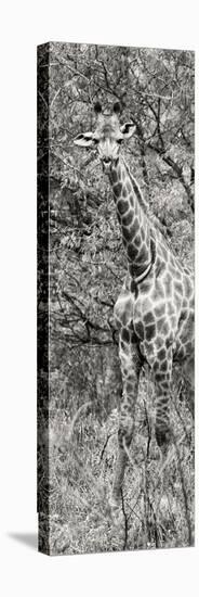 Awesome South Africa Collection Panoramic - Giraffe in Forest II B&W-Philippe Hugonnard-Stretched Canvas