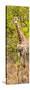 Awesome South Africa Collection Panoramic - Giraffe in Forest II-Philippe Hugonnard-Stretched Canvas