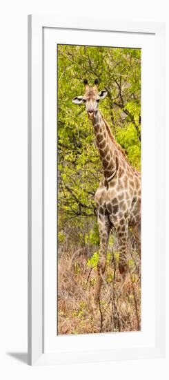 Awesome South Africa Collection Panoramic - Giraffe in Forest II-Philippe Hugonnard-Framed Photographic Print