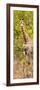 Awesome South Africa Collection Panoramic - Giraffe in Forest II-Philippe Hugonnard-Framed Photographic Print