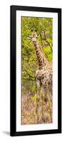 Awesome South Africa Collection Panoramic - Giraffe in Forest II-Philippe Hugonnard-Framed Photographic Print