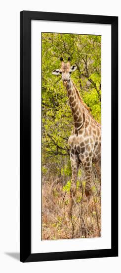 Awesome South Africa Collection Panoramic - Giraffe in Forest II-Philippe Hugonnard-Framed Photographic Print