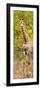 Awesome South Africa Collection Panoramic - Giraffe in Forest II-Philippe Hugonnard-Framed Photographic Print