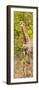 Awesome South Africa Collection Panoramic - Giraffe in Forest II-Philippe Hugonnard-Framed Photographic Print