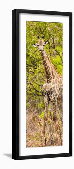 Awesome South Africa Collection Panoramic - Giraffe in Forest II-Philippe Hugonnard-Framed Photographic Print