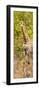 Awesome South Africa Collection Panoramic - Giraffe in Forest II-Philippe Hugonnard-Framed Photographic Print