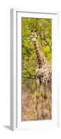 Awesome South Africa Collection Panoramic - Giraffe in Forest II-Philippe Hugonnard-Framed Photographic Print