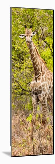 Awesome South Africa Collection Panoramic - Giraffe in Forest II-Philippe Hugonnard-Mounted Photographic Print
