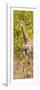 Awesome South Africa Collection Panoramic - Giraffe in Forest II-Philippe Hugonnard-Framed Photographic Print