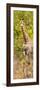 Awesome South Africa Collection Panoramic - Giraffe in Forest II-Philippe Hugonnard-Framed Photographic Print