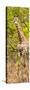 Awesome South Africa Collection Panoramic - Giraffe in Forest II-Philippe Hugonnard-Stretched Canvas