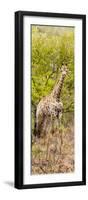 Awesome South Africa Collection Panoramic - Giraffe in Forest-Philippe Hugonnard-Framed Photographic Print