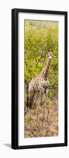 Awesome South Africa Collection Panoramic - Giraffe in Forest-Philippe Hugonnard-Framed Photographic Print