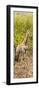 Awesome South Africa Collection Panoramic - Giraffe in Forest-Philippe Hugonnard-Framed Premium Photographic Print