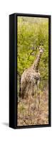 Awesome South Africa Collection Panoramic - Giraffe in Forest-Philippe Hugonnard-Framed Stretched Canvas