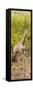 Awesome South Africa Collection Panoramic - Giraffe in Forest-Philippe Hugonnard-Framed Stretched Canvas