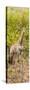 Awesome South Africa Collection Panoramic - Giraffe in Forest-Philippe Hugonnard-Stretched Canvas