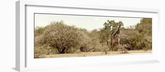 Awesome South Africa Collection Panoramic - Giraffe in the African Savannah-Philippe Hugonnard-Framed Photographic Print