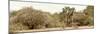 Awesome South Africa Collection Panoramic - Giraffe in the African Savannah-Philippe Hugonnard-Mounted Photographic Print