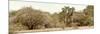 Awesome South Africa Collection Panoramic - Giraffe in the African Savannah-Philippe Hugonnard-Mounted Photographic Print