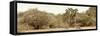 Awesome South Africa Collection Panoramic - Giraffe in the African Savannah-Philippe Hugonnard-Framed Stretched Canvas